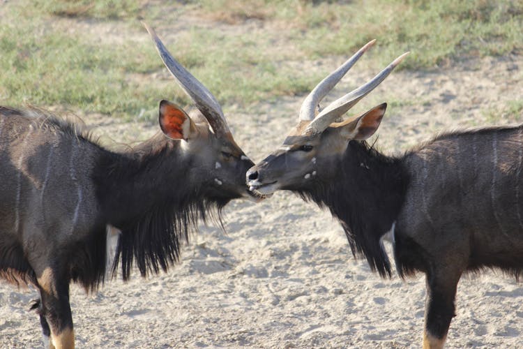 Close Up Of Animals With Horns