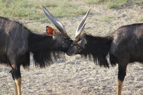 Imagine de stoc gratuită din animale, antilope, atinge