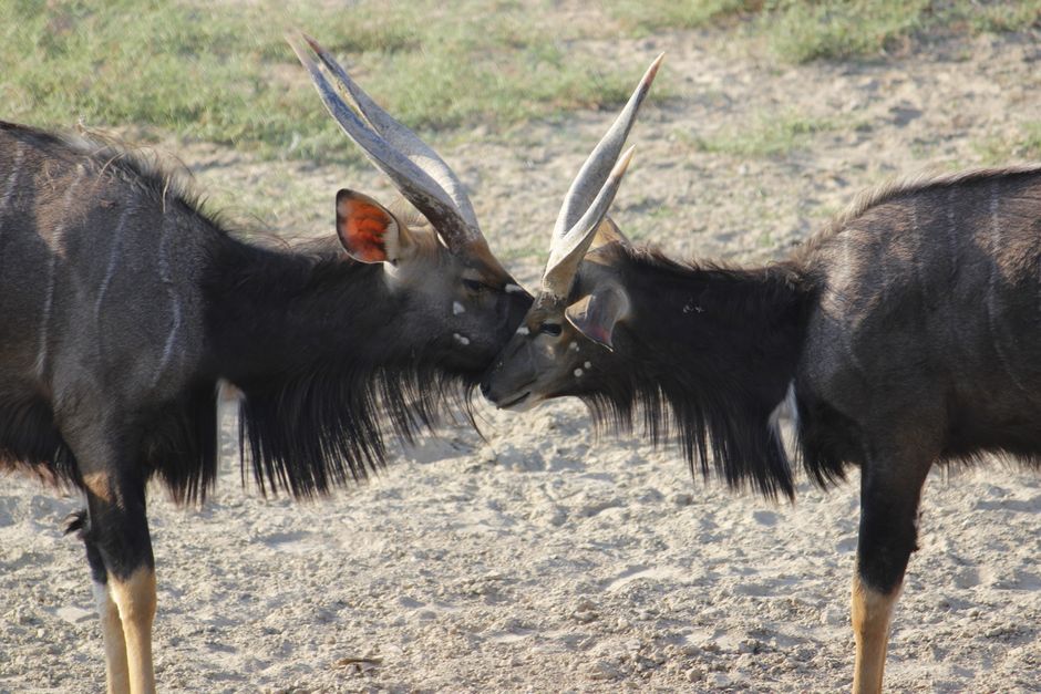 Two Nyala antelopes playfully interacting in the wild, showcasing natural wildlife behavior.