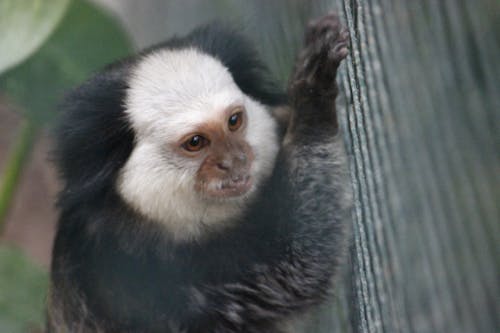 Foto d'estoc gratuïta de animal, bufó, de peluix