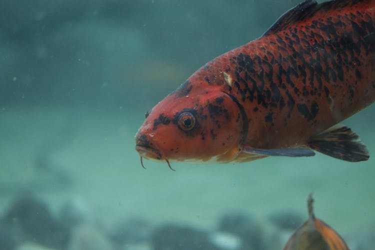 Close-Up Shot Of A Red Koi Fish