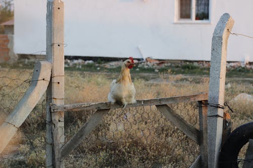 A Chicken Perched on a Wooden Fence