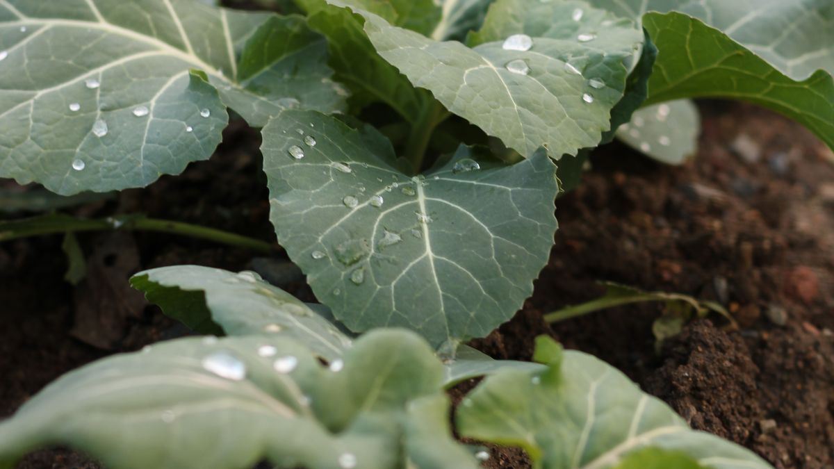 Les erreurs fréquentes lors de la culture de légumes dautomne et comment les éviter