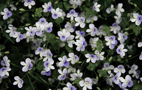 Fleurs Pétales Blanches Et Violettes