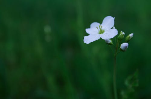 Selective Focus Photography of White Flower