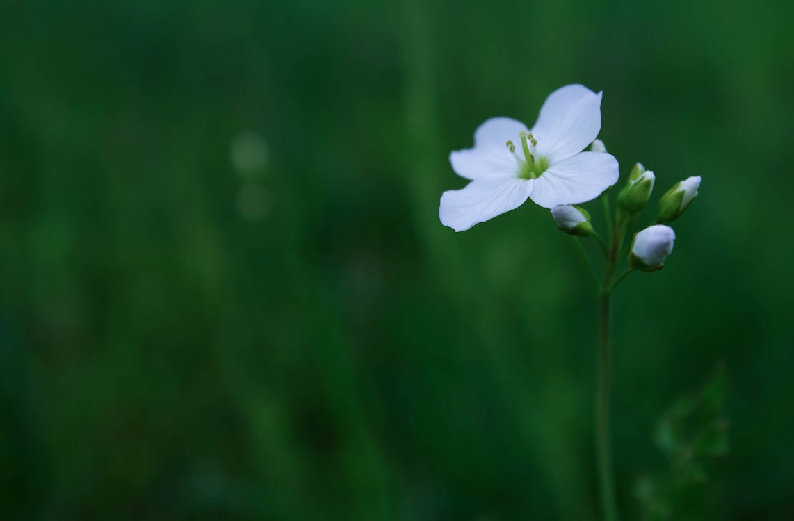 Selektywna Ostrość Fotografii Białego Kwiatu