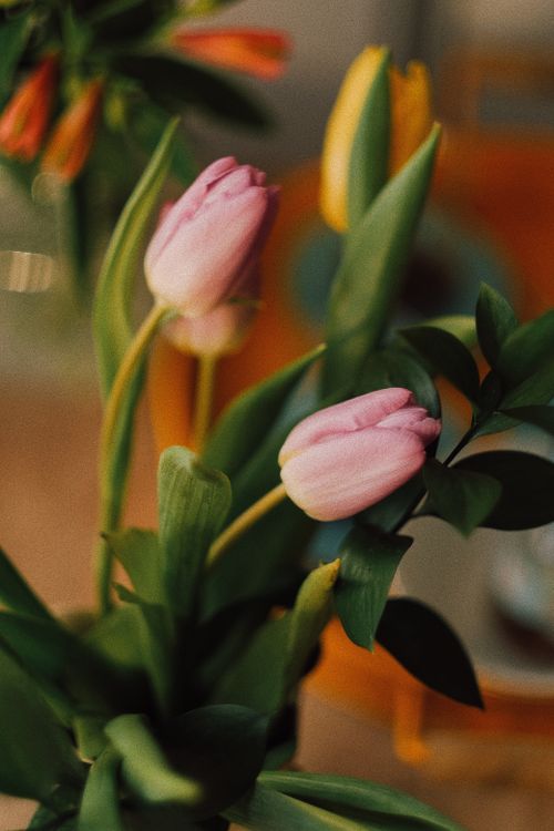 Free A vertical shot of pink and yellow tulips with green leaves in soft focus, highlighting natural beauty. Stock Photo