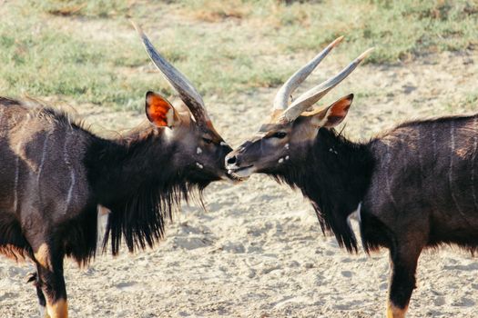 Close-up of two Nyala antelopes with striking horns and rich fur softly interacting in a natural outdoor setting.
