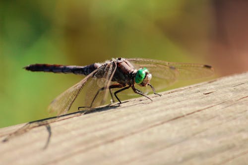 Green and Brown Dragonfly on Brown Wooden Surface