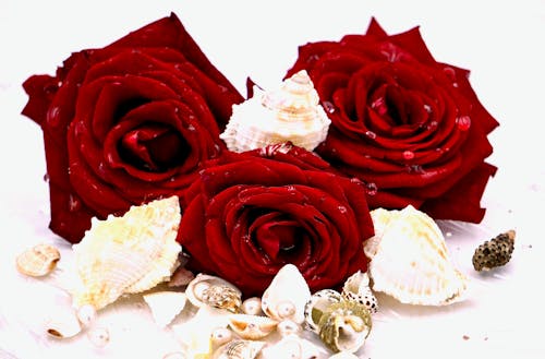 Red Roses and Seashells in Close-up Shot