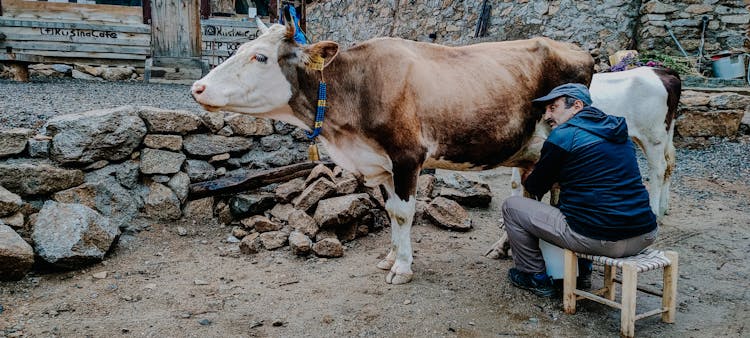 A Man Milking A Cow