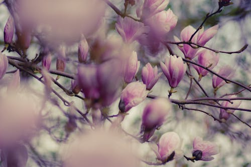 Free Close-up Photography of Magnolia Flowers Stock Photo