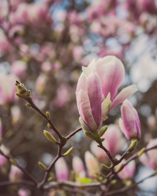 Manolya çiçeklerinin Yakın çekim Fotoğrafçılığı