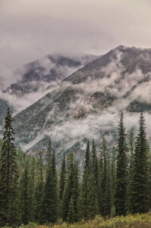 Free A Forest by a Foggy Mountainside Stock Photo