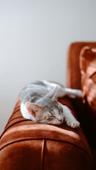 cat photo