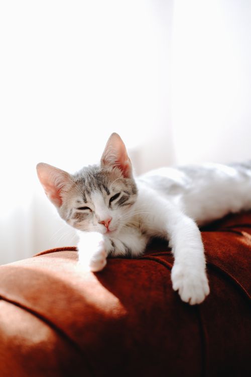 Free A cute gray cat lounging indoors on a soft surface with sunlight streaming in, capturing a moment of tranquility. Stock Photo