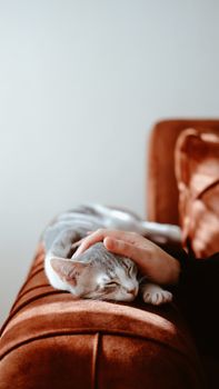 cat photo