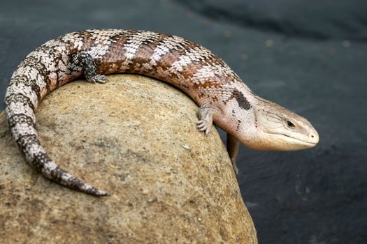 Brown and Black Lizard on Brown Rock