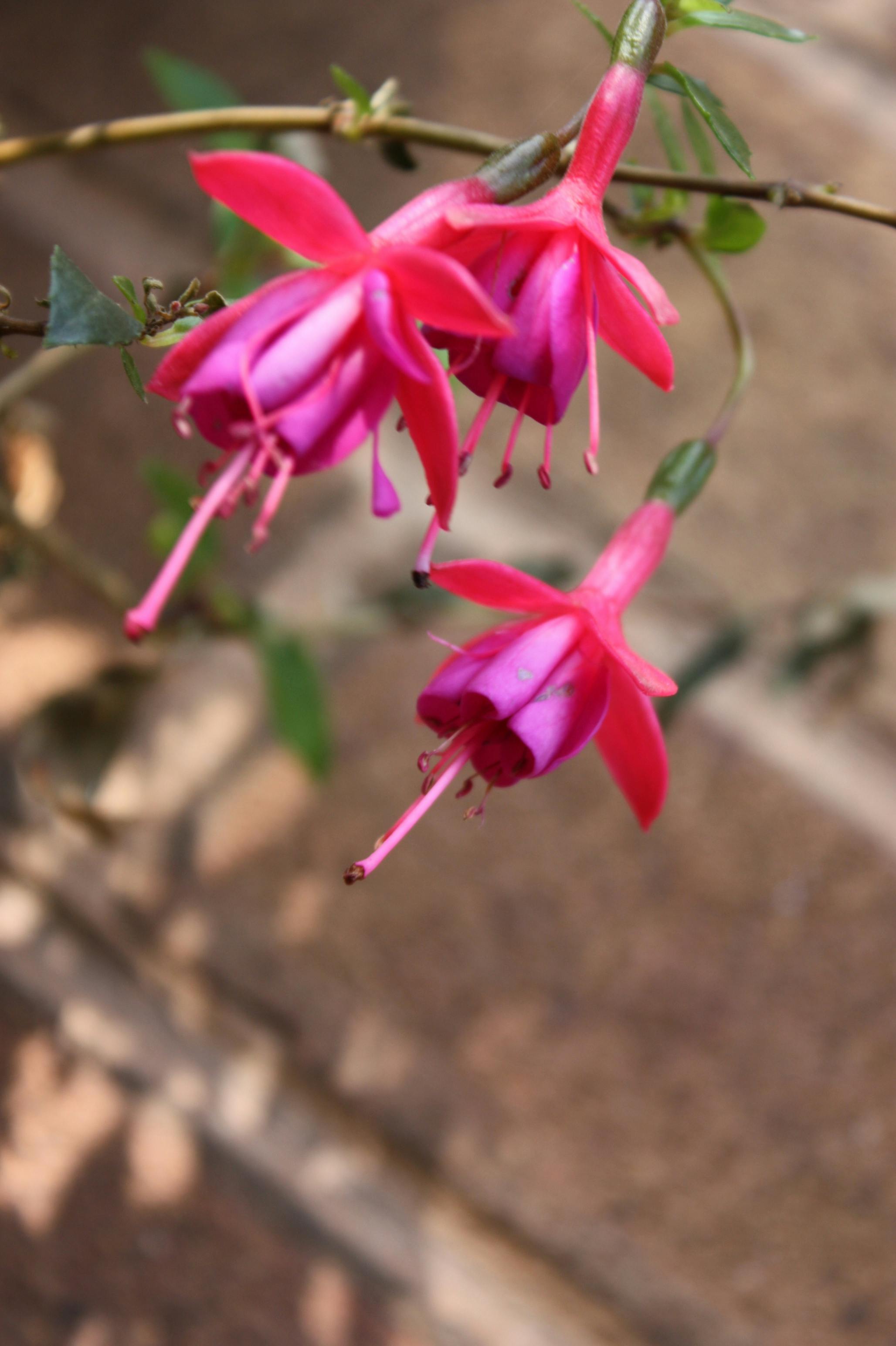 アスタナの夜景
