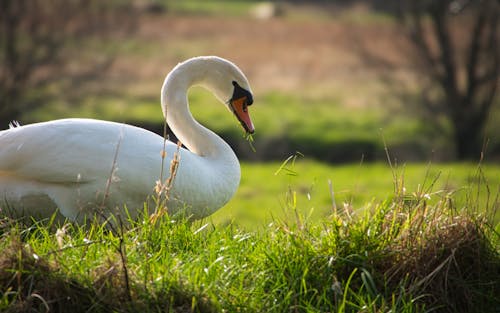 Close Up Photo of Swan on Grass