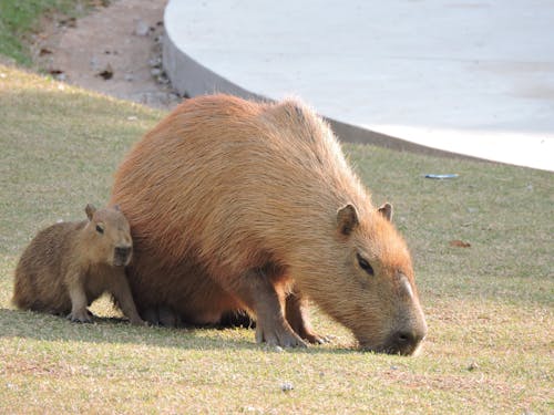 Gratuit Photos gratuites de capybara, caviidae, chiot Photos