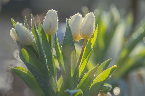 Wet White Tulips in Bloom 
