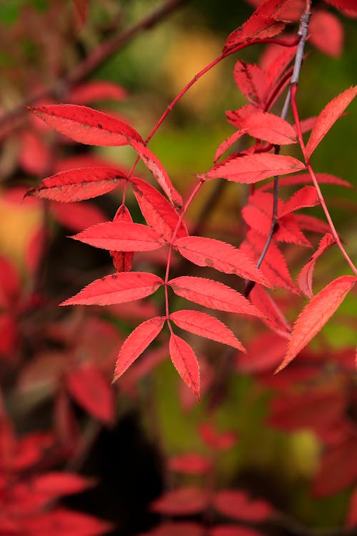 Red Leaves in Tilt Shift Lens