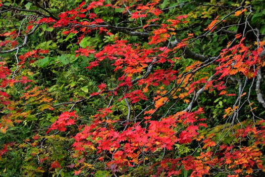 Stunning photo of red maple leaves amidst green foliage, capturing the essence of fall.