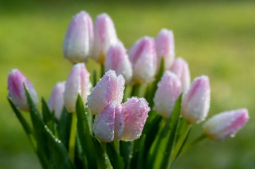 Close-up of Iced Pink Tulips