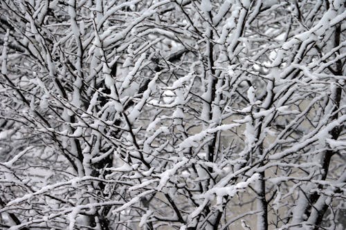 Close-up Shot of Snow Covered Leafless Tree