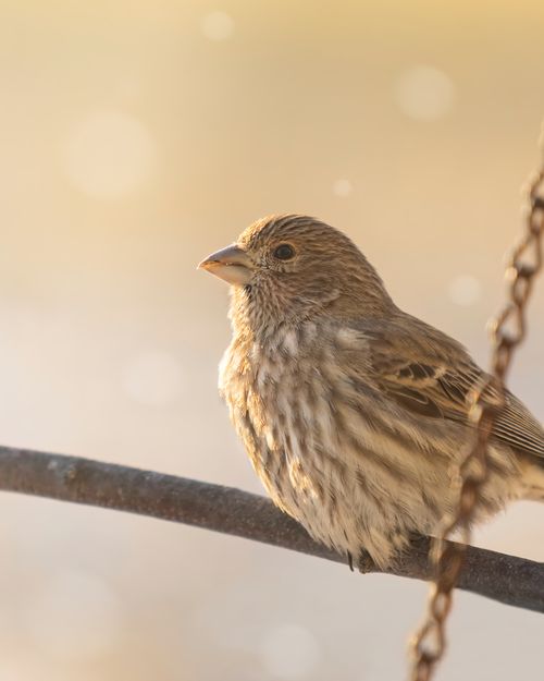 Free A beautiful close-up shot of a dunnock bird perched on a branch in natural sunlight. Stock Photo