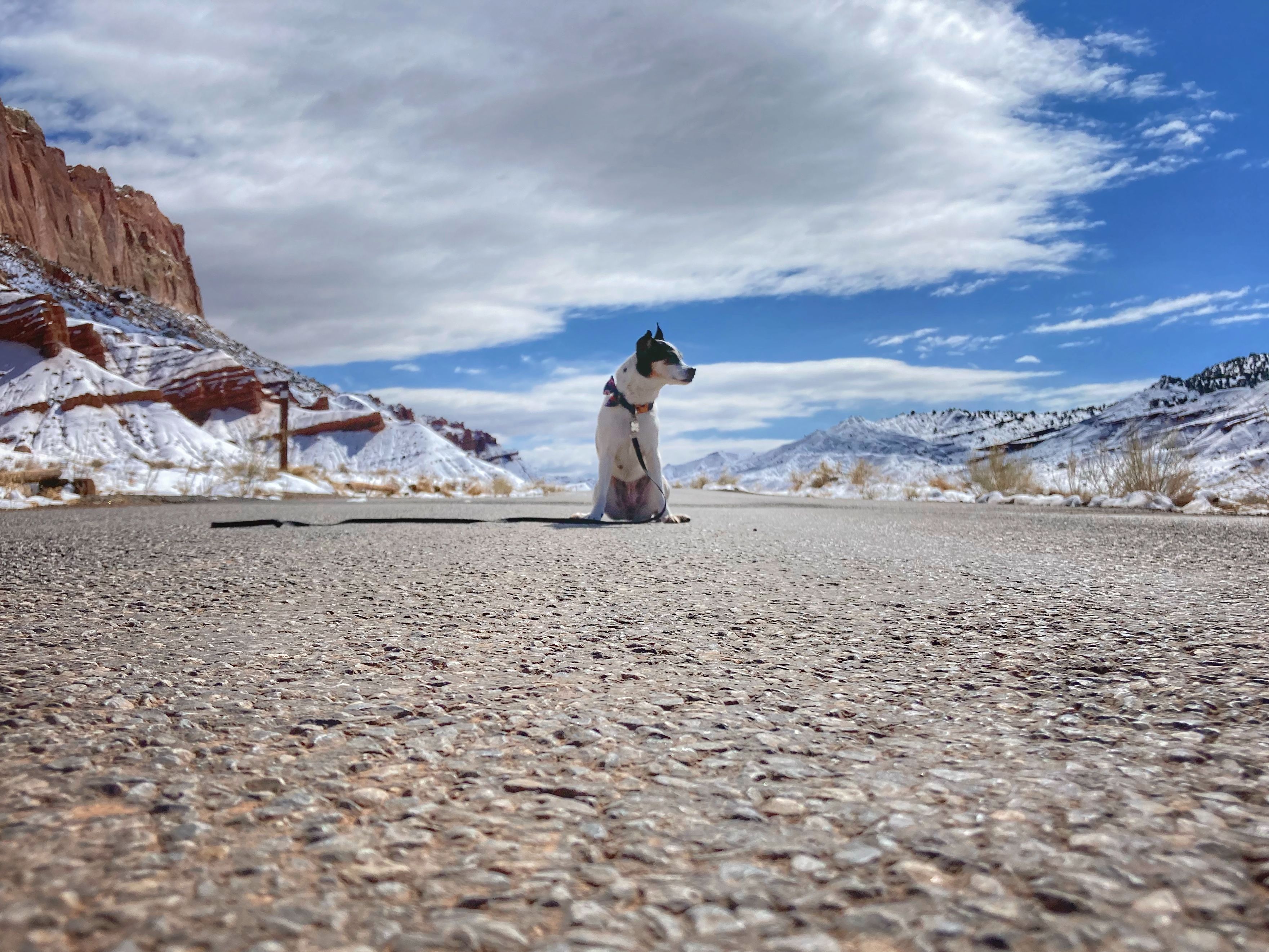 A white dog sits on a peaceful road surrounded by stunning Utah landscapes under a blue sky.
