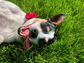 White and Black Short Coated Dog Lying on Green Grass Field