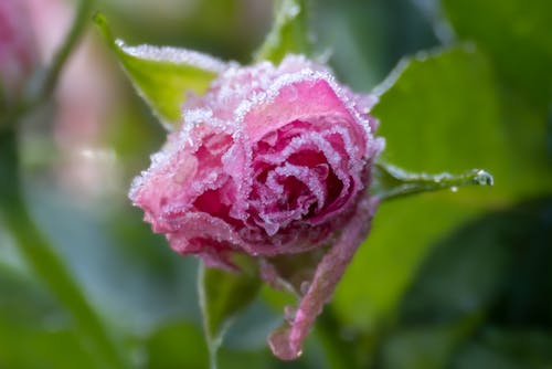 Frozen Pink Rose in Close Up Photography