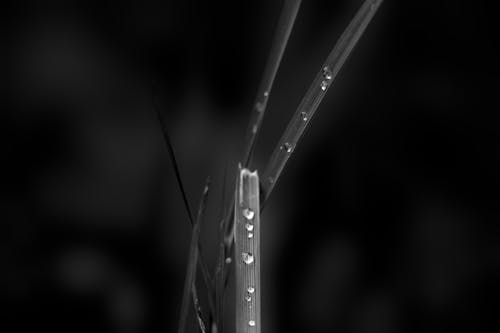 Free stock photo of black and white, blade of grass, close up