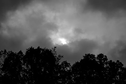 Foto profissional grátis de árvore, nuvens, P&B