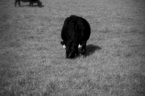 Free stock photo of agricultural field, black and white, cow