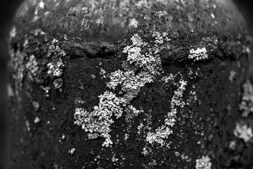 Free stock photo of black and white, moss, pipe