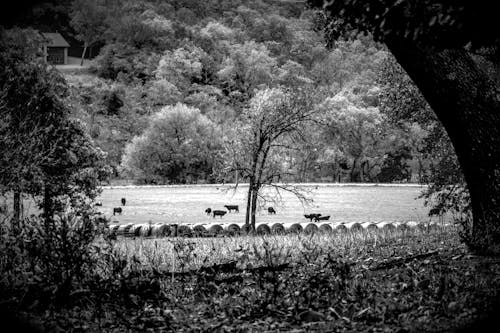 Fotobanka s bezplatnými fotkami na tému baly sena, čierny a biely, dobytok