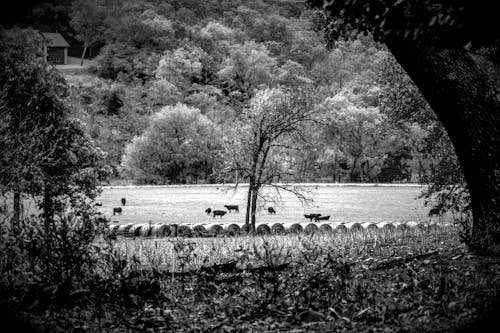 Free stock photo of agricultural field, black and white, cattle