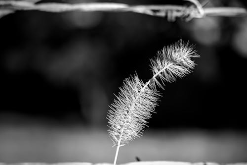 Free stock photo of barbed wire, black and white, close up