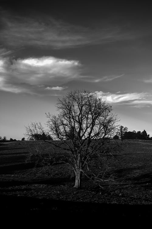 Foto profissional grátis de área, árvore nua, escala de cinza