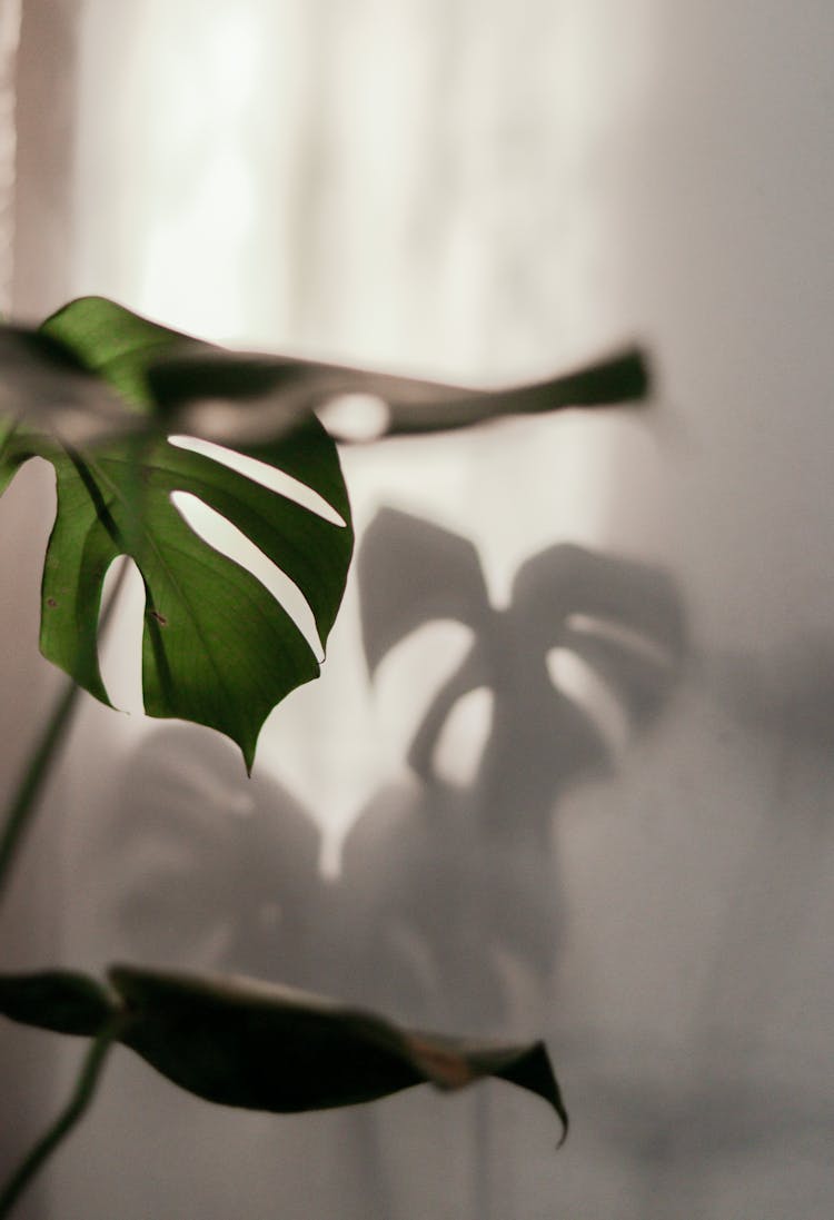 Leaves And Shadow On Wall