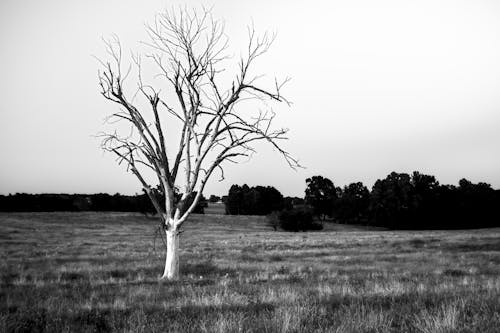 Free stock photo of black and white, field, field of grass