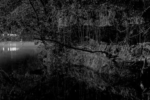 Free stock photo of at night, black and white, plant