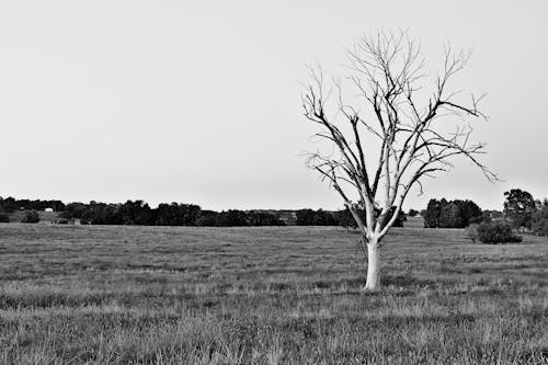 Free stock photo of black and white, field, grass