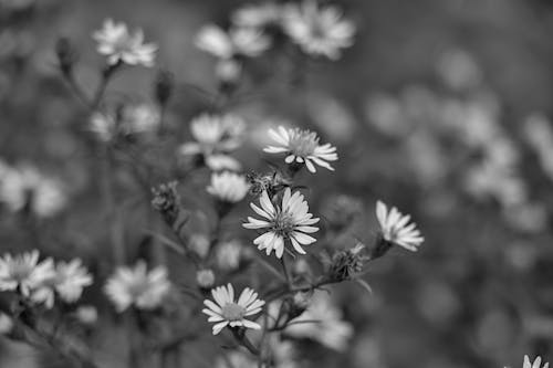 Foto profissional grátis de fechar-se, flor, P&B