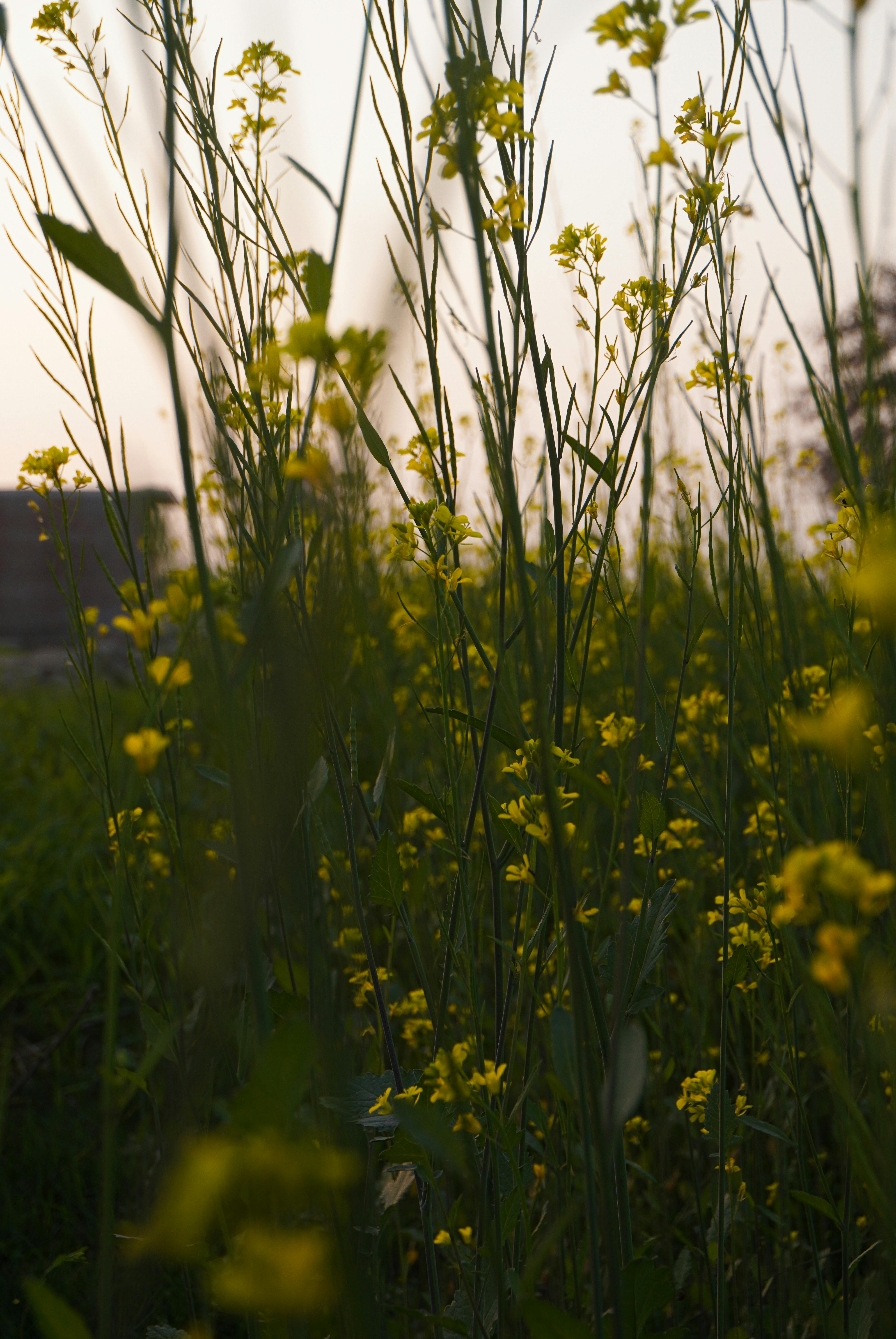 Sultan Ali - FotografÃa