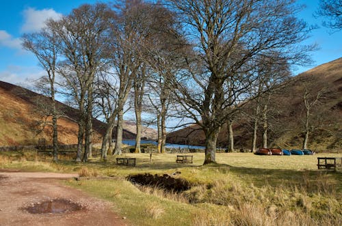 Bare Trees on Green Grass Field Under Blue Sky