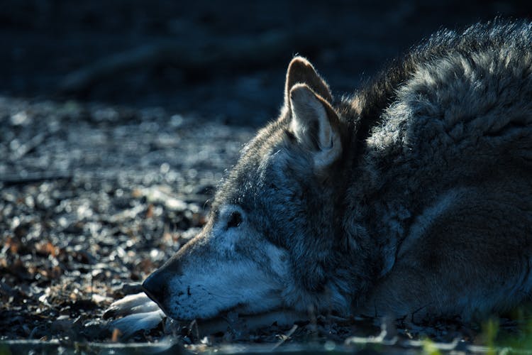 Close Up Photo Of A Wolf